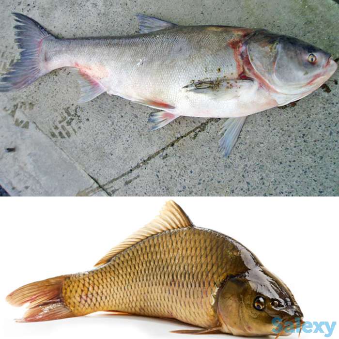 Baliq bor optomga!, фотография 1