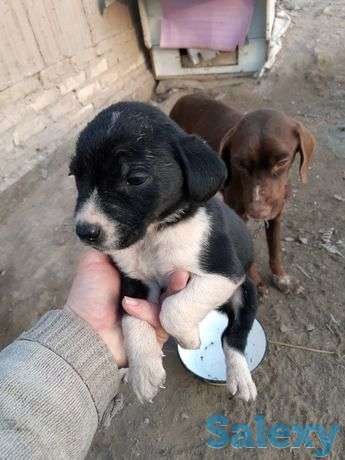 Охотник кучуклар срошни сотилади, фотография 1