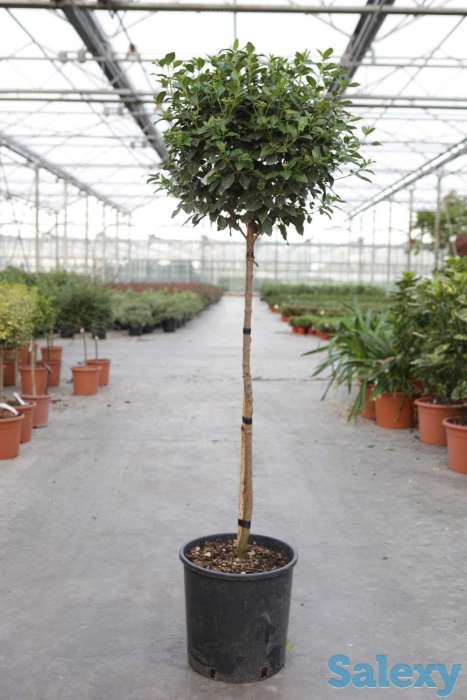 Калина лавролистная от Bahor Gullari!, фотография 2