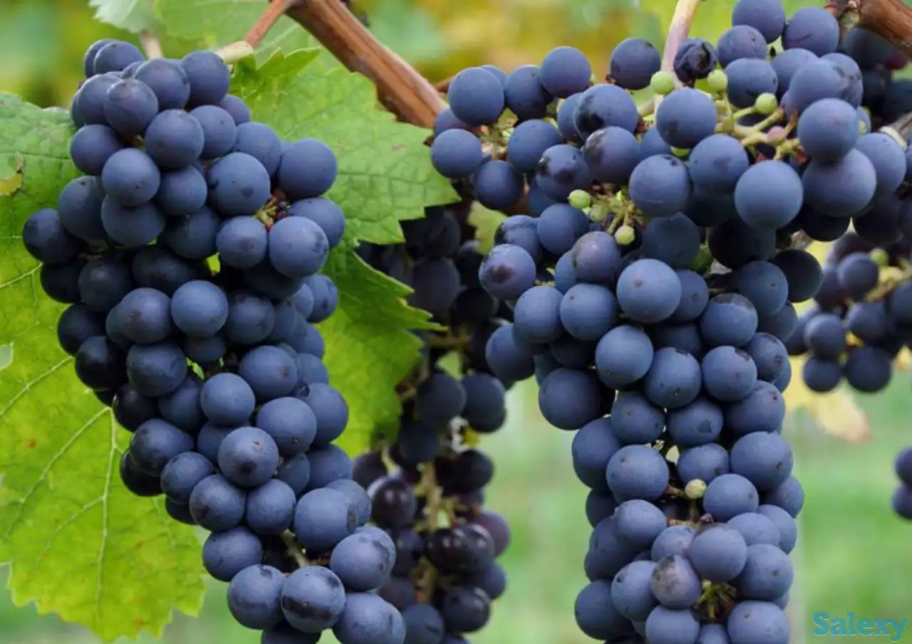 Сabernet frans узум кўчатлари, фотография 1