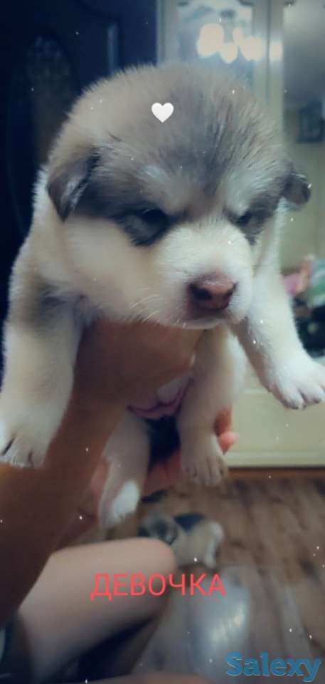 Продаются щенки Аляскинского маламута, фотография 5