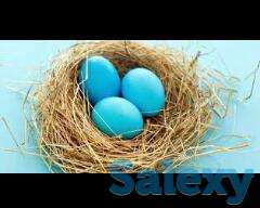 животное, фотография 1