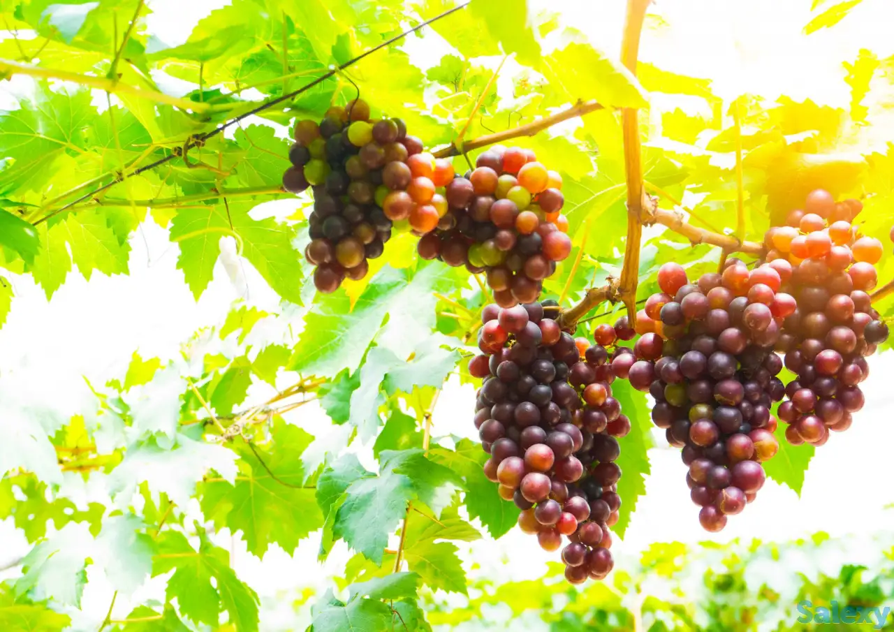 RED GLOBE узум кўчатлари, фотография 1