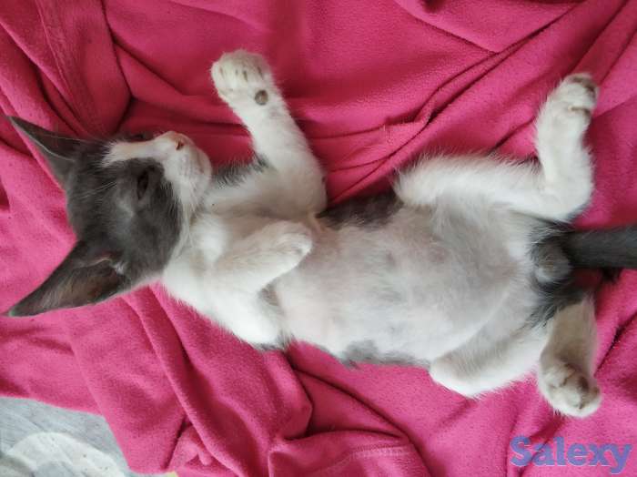 Срочно!!! Отдадим котенка только в хорошие ручки!!!, фотография 4