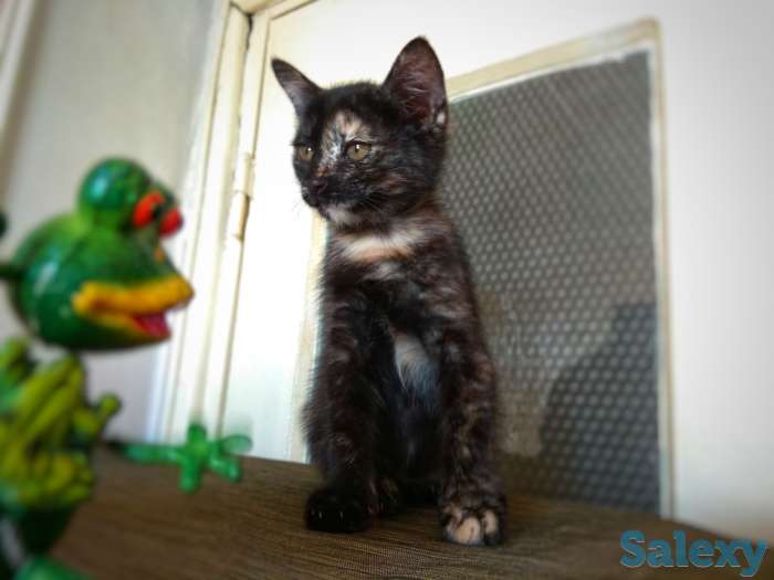 Отдам хорошеньких котят в добрые руки, фотография 6