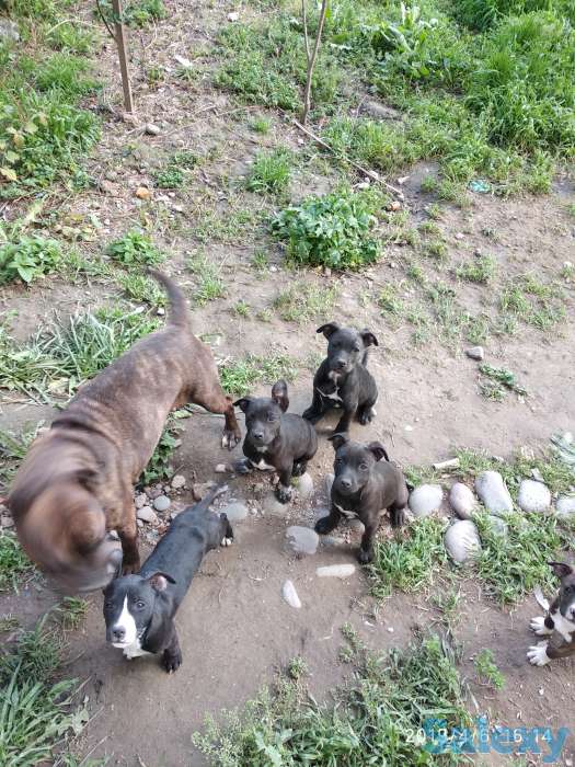 Стаффордширский терьер, фотография 4