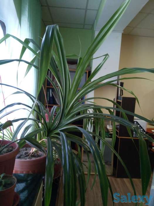 Продам цветок, фотография 1