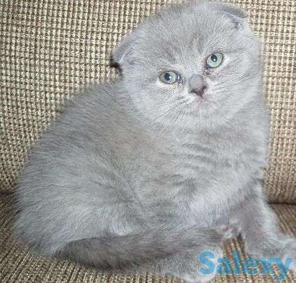 Шотландские вислоухие котята, фотография 2