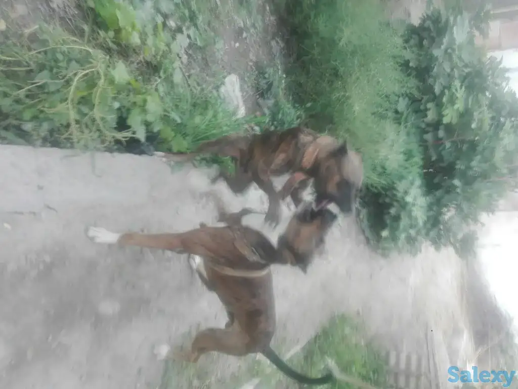 Продам собаку., фотография 1