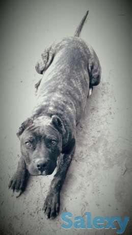 Стаффорд щенок, фотография 1