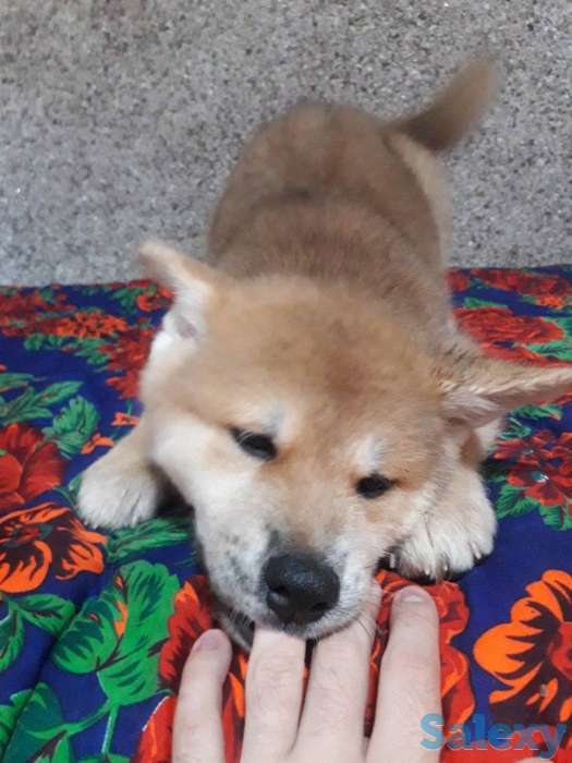 Акита от чемпиона, фотография 6