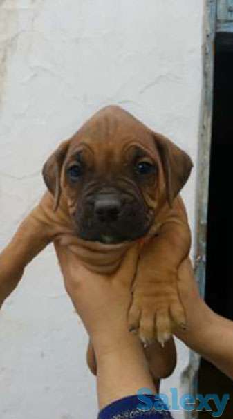 Продаётся щинки Баксер, фотография 1