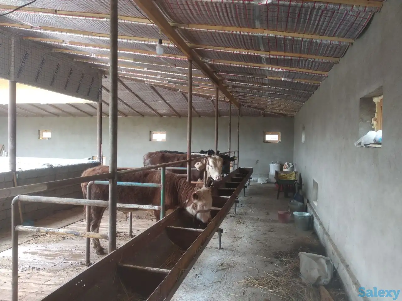 Продажа Ферма Дача, ТашОбл Юкори Чирчик Янги Бозор дахаси, фотография 7