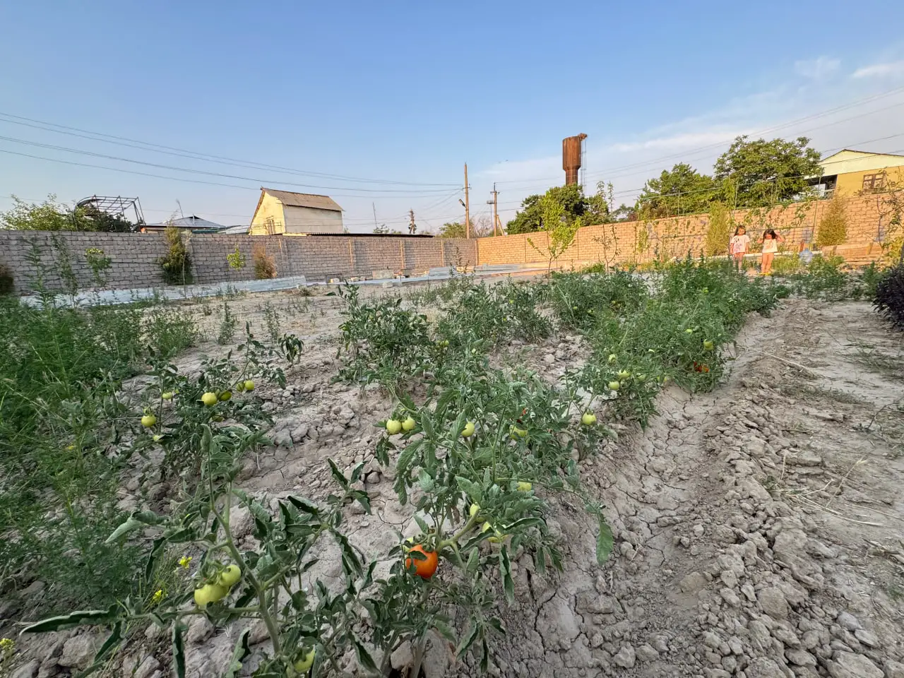 Продам дачу 8 соток около ташморе срочно, Лола ариқ МФЙ, СВТ-2 ГУВД БУШ, фотография 8