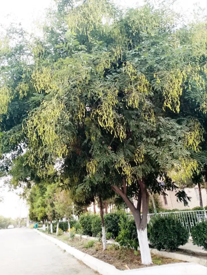 Манзарали дарахт кчатлари, фотография 6