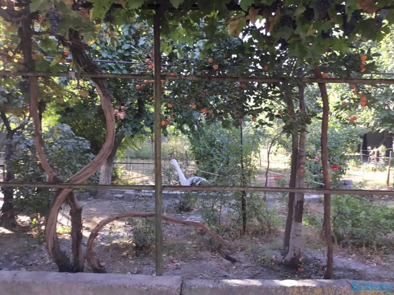 Продается дом в Tашкентской области с большим участком, гаражом и садом с фруктовыми деревьями, фотография 3