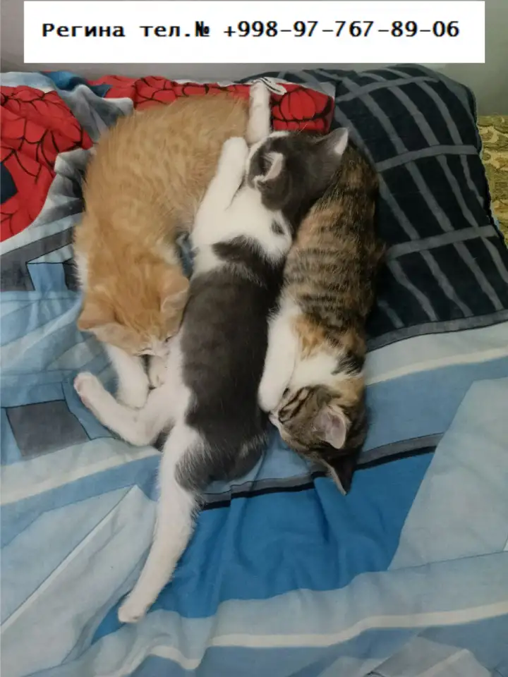 Котятки озорные и веселые, фотография 2