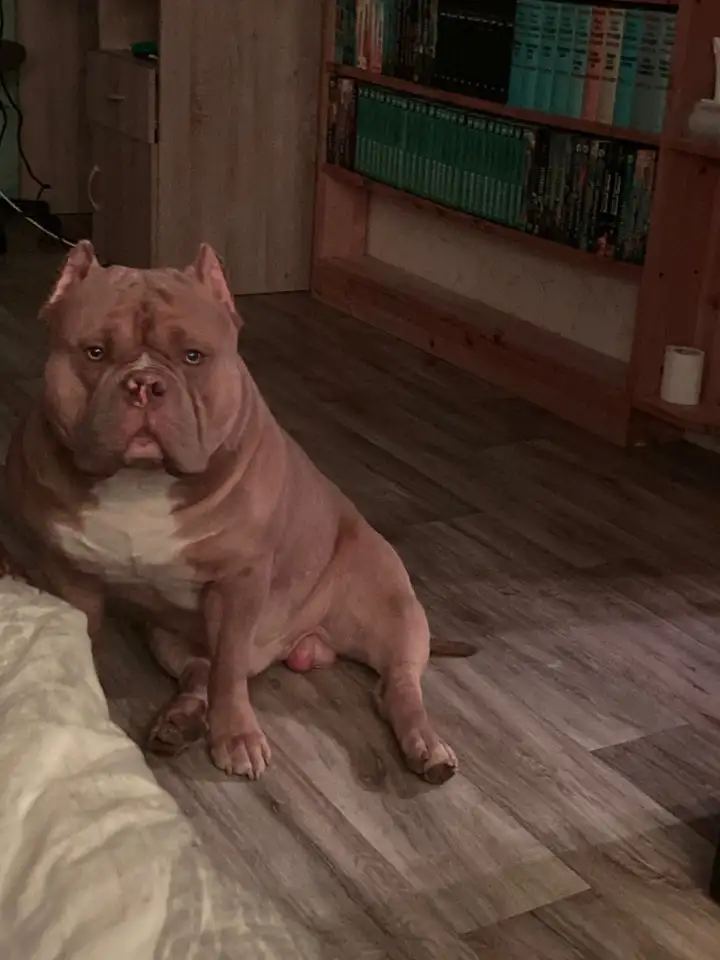 Вязка Американского булли, фотография 5