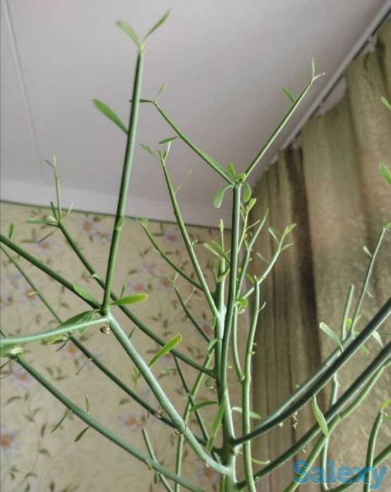 Комнатные растения на любой вкус!, фотография 2