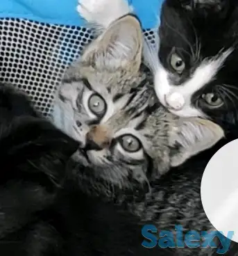 Отдаем котят в хорошие руки, фотография 4