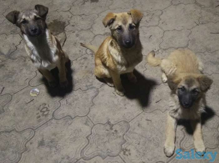 Продам щенков., фотография 1