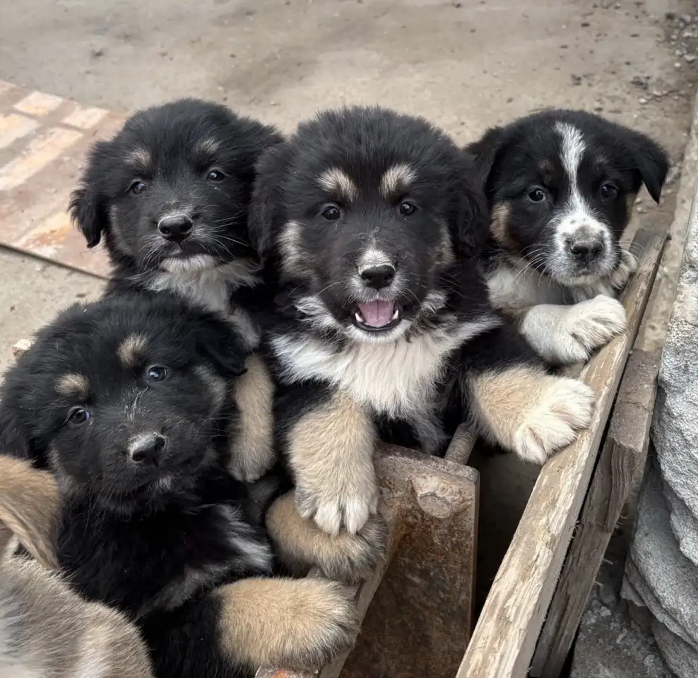 Продаются щенки, фотография 1