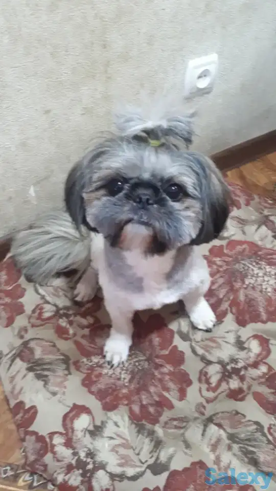 Собака по породе ши-тцу ищет себе подружку для вязки полтора года не развязан, фотография 3