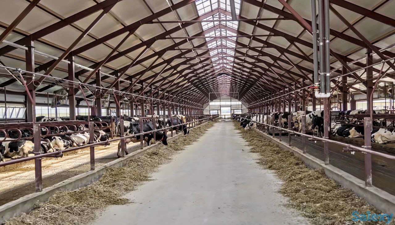 Продажа КРС оптом живым весом по РФ и СНГ, фотография 3