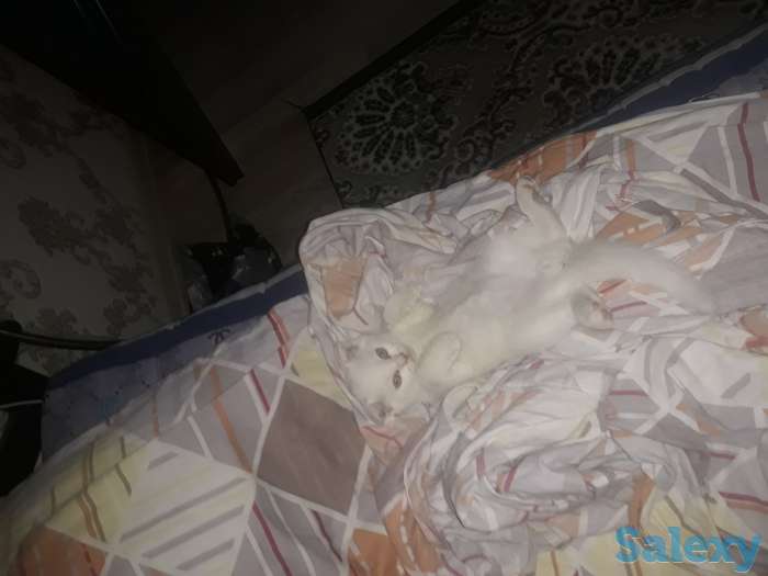 Продается котенок, фотография 1