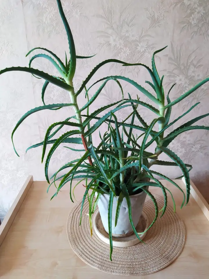 Продается алоэ вера, фотография 1