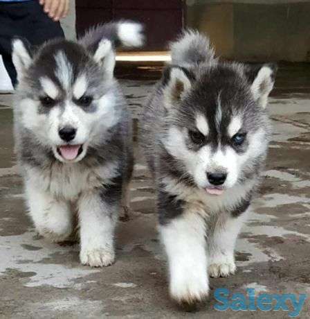 Sibirskiy Xaski Сибирский Хаски, фотография 1