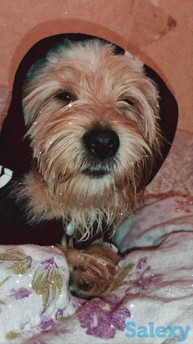 Малышу Тедди нужна подружка ♥️, фотография 1