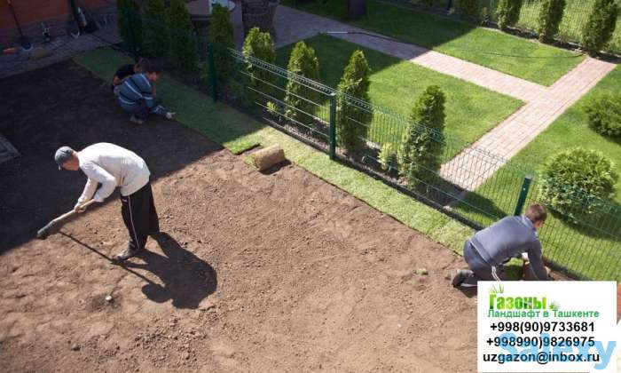 Газоны Мы предлагаем Вам качественный посев газонной травы таких известных производителей как Trifolium DLF, Canada Gree, фотография 4