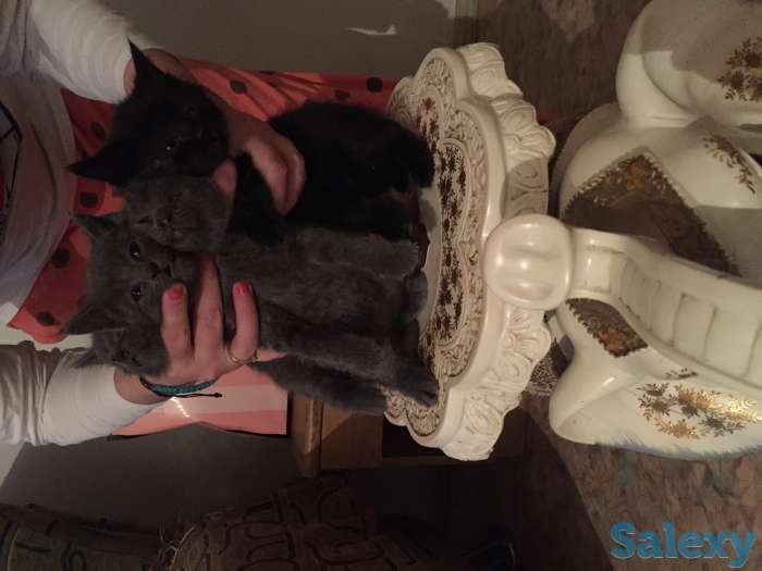 Отдам в хорошие добрые руки котят, фотография 1