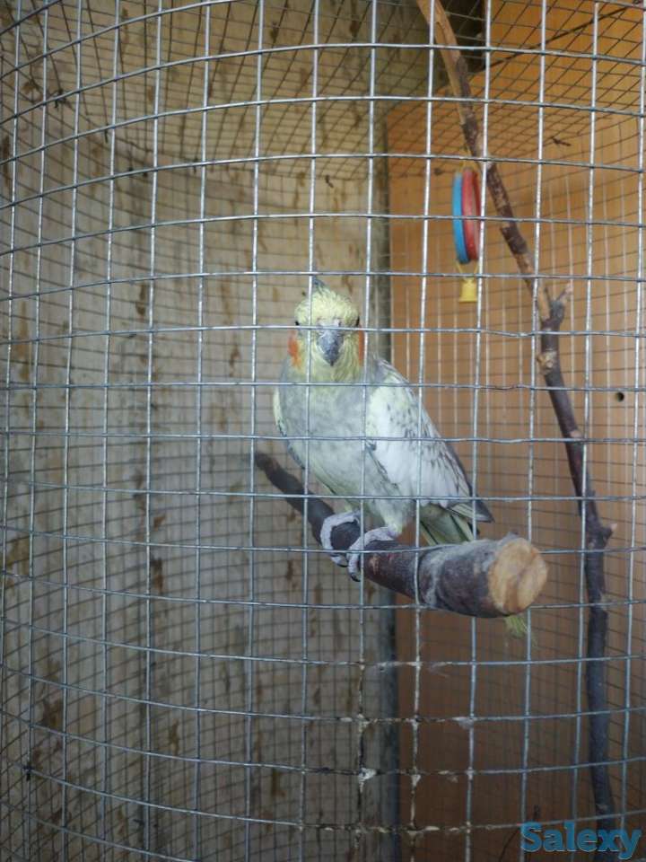 Продаётся попугай породы Корелла., фотография 2