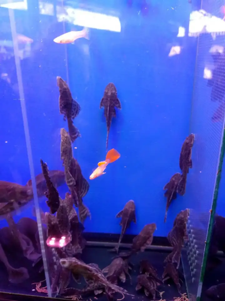 Аквариумные рыбки, фотография 5