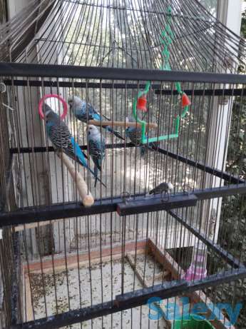 Волнистые попугаи, фотография 1