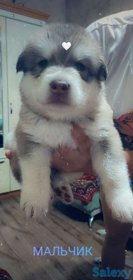 Продаются щенки Аляскинского маламута, фотография 3