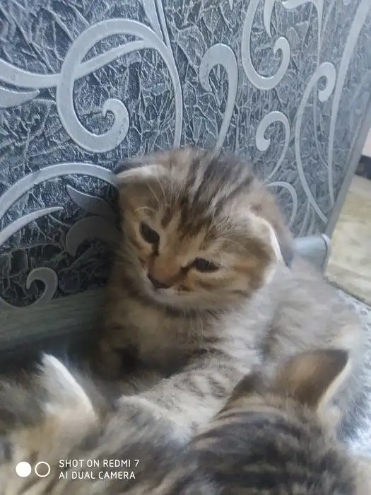 Котята, фотография 3