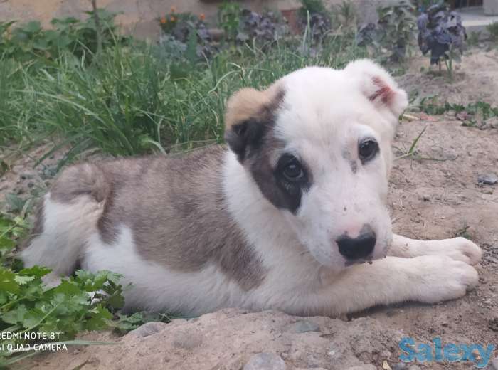 Кавказцы, фотография 1