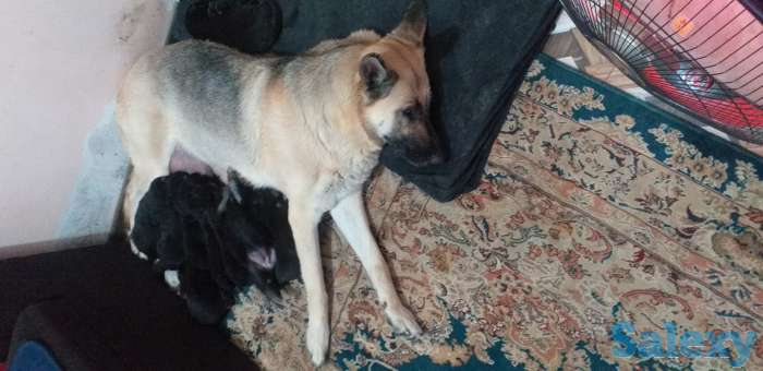 Продаются щенки ВЕО, фотография 3