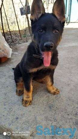 Восточные овчарки ' Империя Боевир' и 'SITTI BULLEVEO, фотография 1