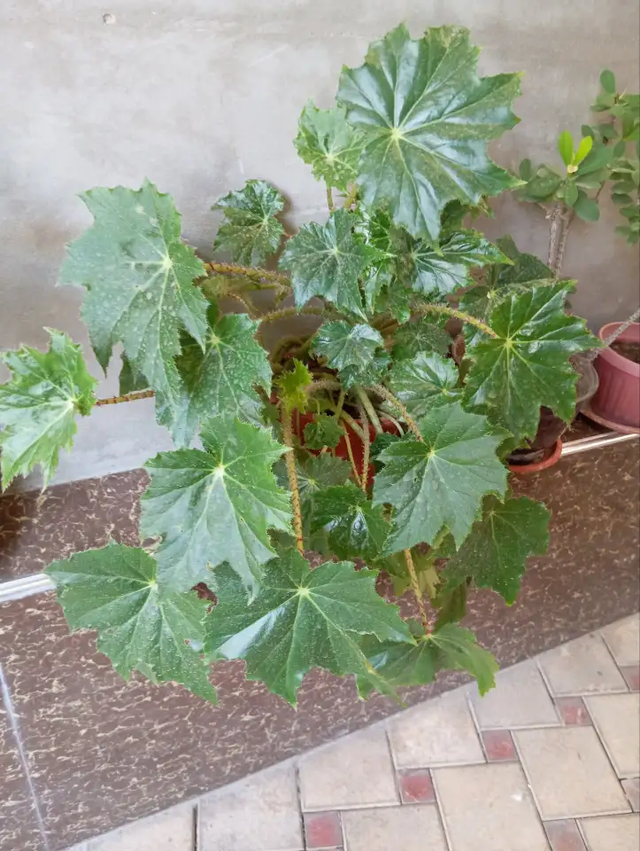 Срочно продам комнатные растения, фотография 1