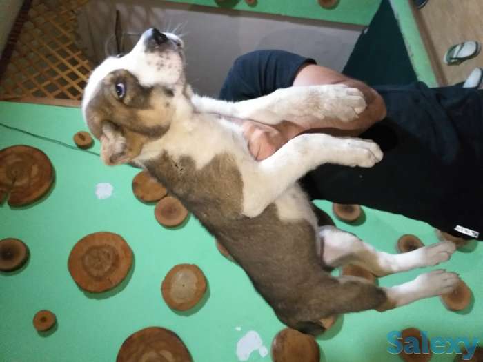 Среднеазиатское овчарка Алабай, фотография 7