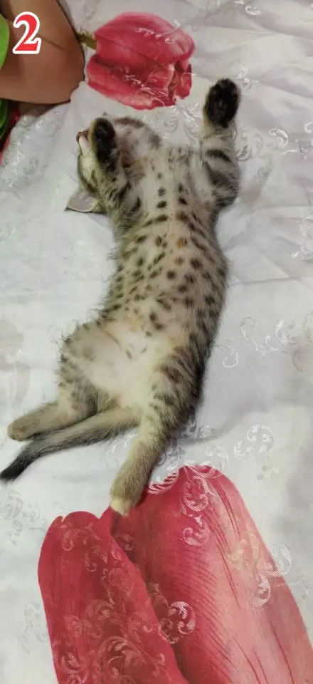 Отдам в хорошие руки, фотография 2