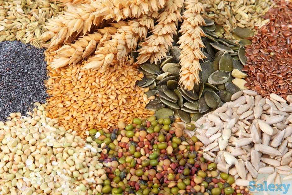 Поставщик кормовых добавок для животных КРС и птиц в Иран, фотография 2