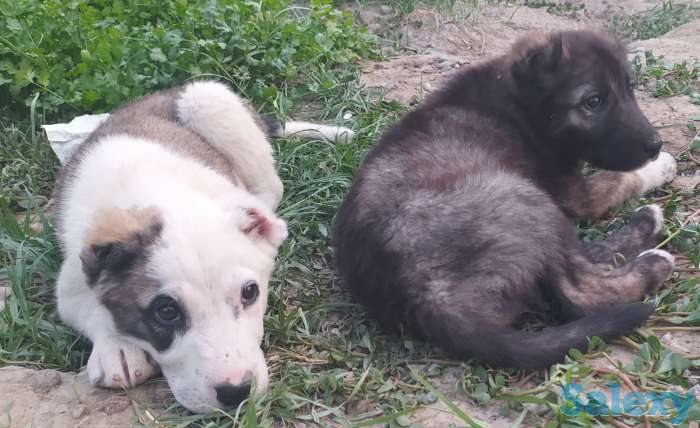 Кавказцы, фотография 5