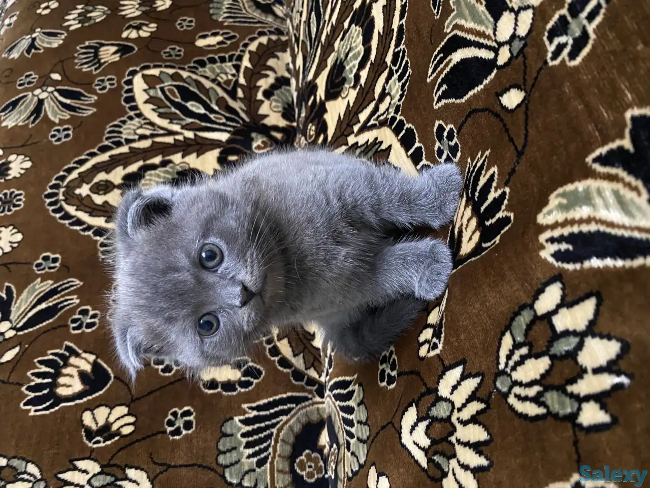 Продаётся Скоттиш-фолд котёнок, фотография 6