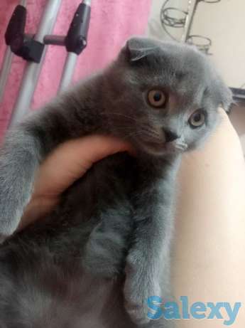 Котёнок, фотография 1