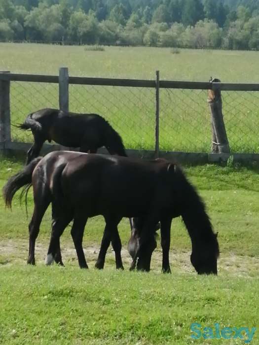 Лошади, кобылки, жеребчики новоалтайские, фотография 7